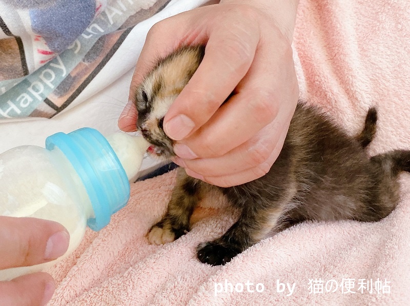 哺乳瓶でミルクを飲む子猫