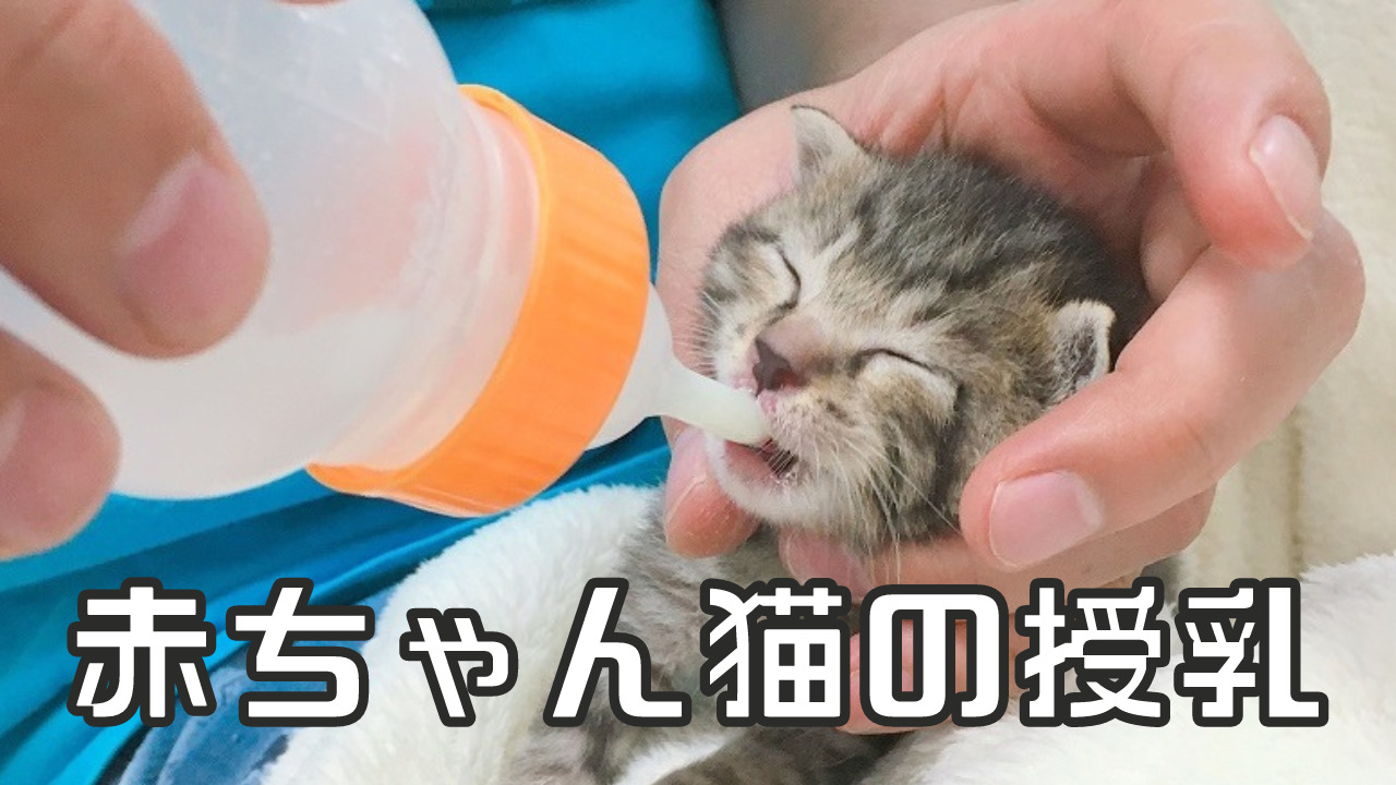 哺乳瓶でミルクを飲む赤ちゃん猫