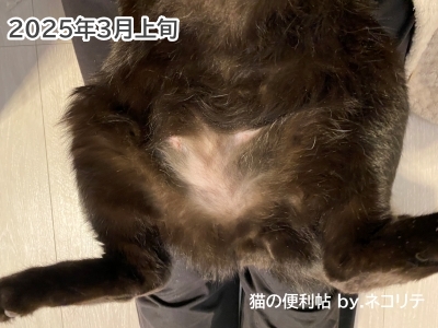 猫の過剰グルーミング