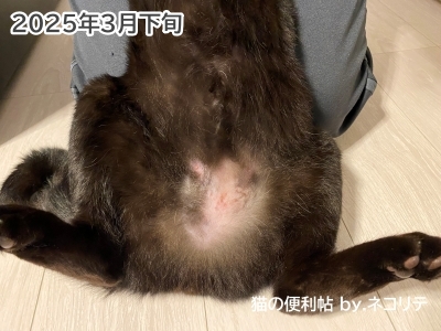 猫の過剰グルーミング
