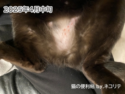 猫の過剰グルーミング