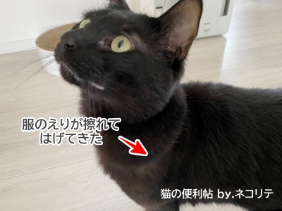 皮膚保護服の着用で首元がはげた猫