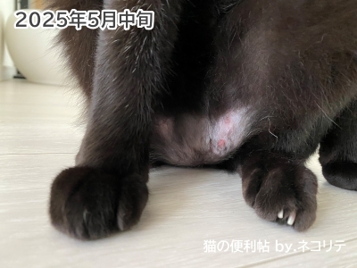猫の過剰グルーミング