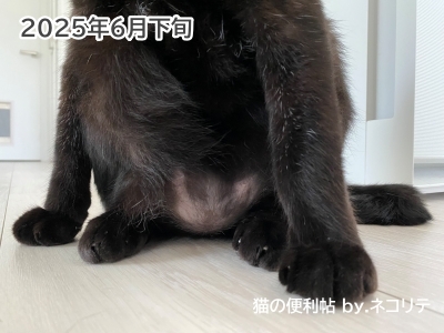 過剰グルーミングの猫