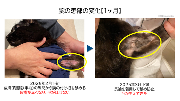 過剰グルーミングの猫