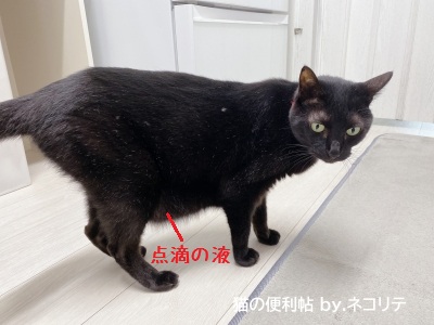 皮下点滴を受けた猫