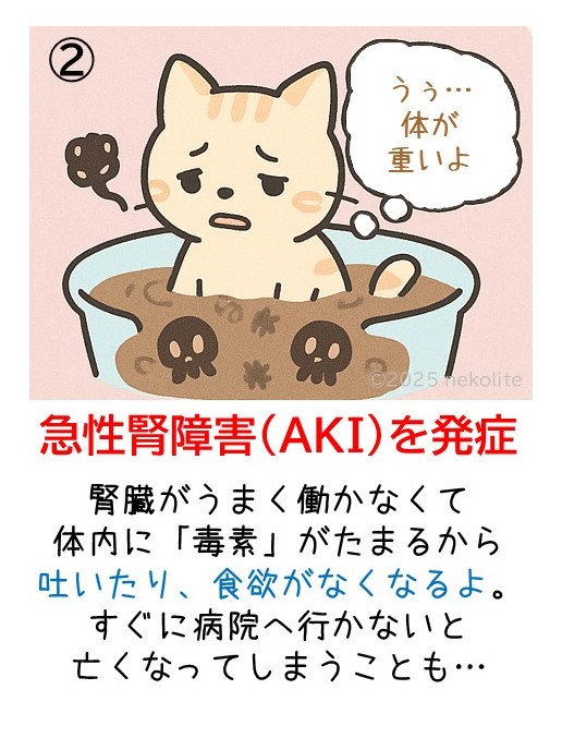 猫の急性腎障害（AKI）のイメージ図