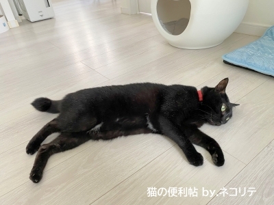 床に寝転ぶ黒猫