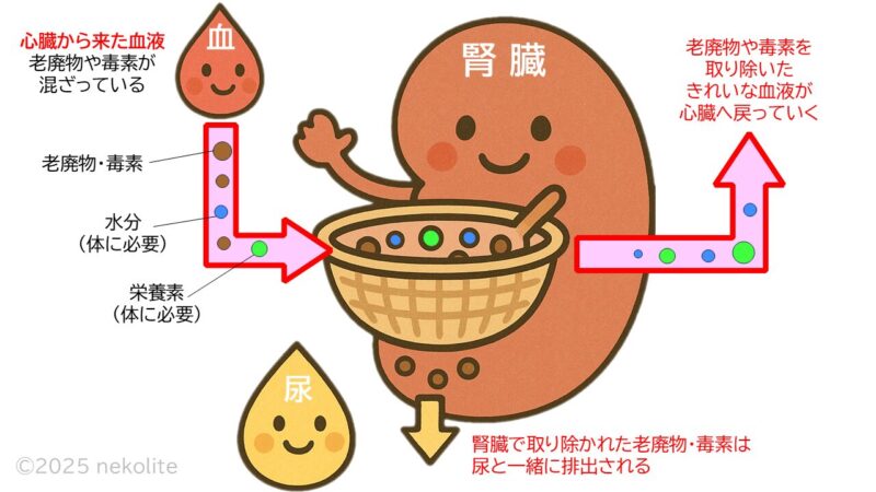 腎臓の働きのイメージ図