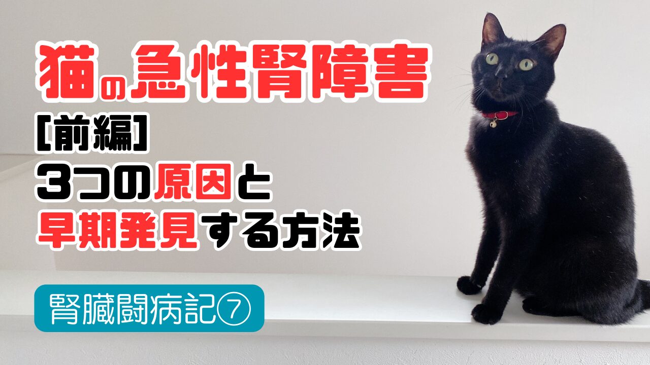 猫の急性腎不全の体験記事
