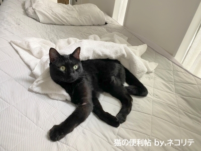 布団の上で寝る黒猫