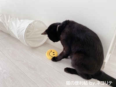 おもちゃで遊ぶ猫