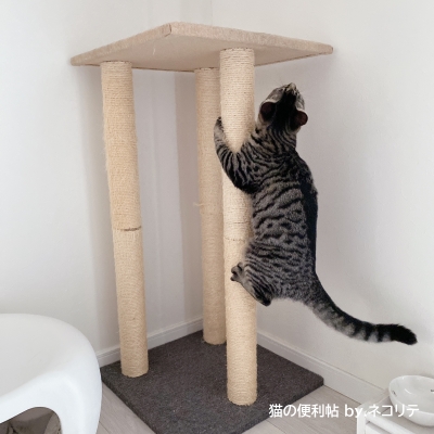 猫の爪とぎ