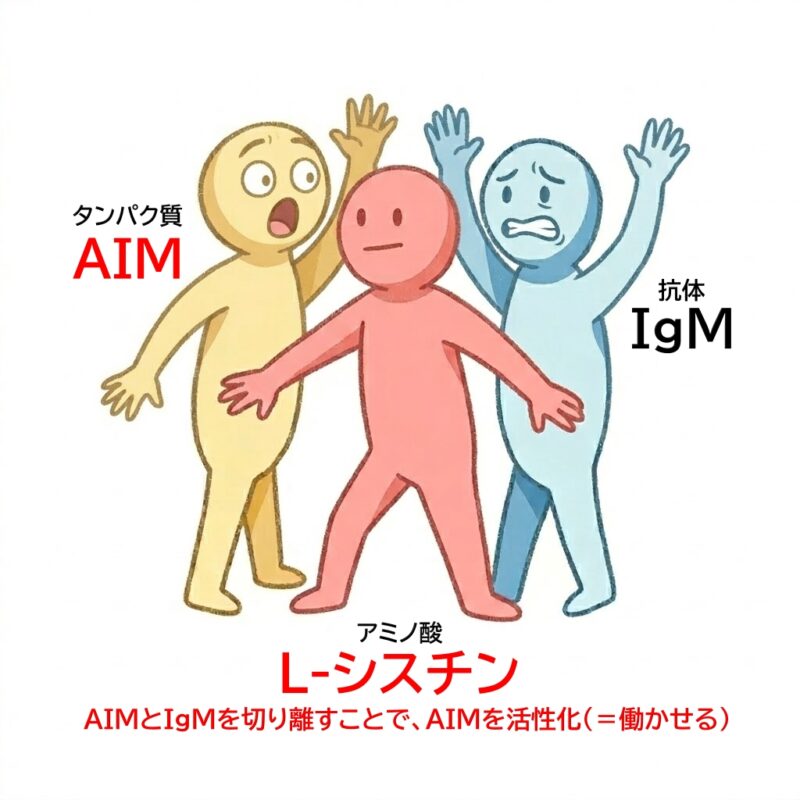 猫の腎臓病薬「AIM」の働き図解