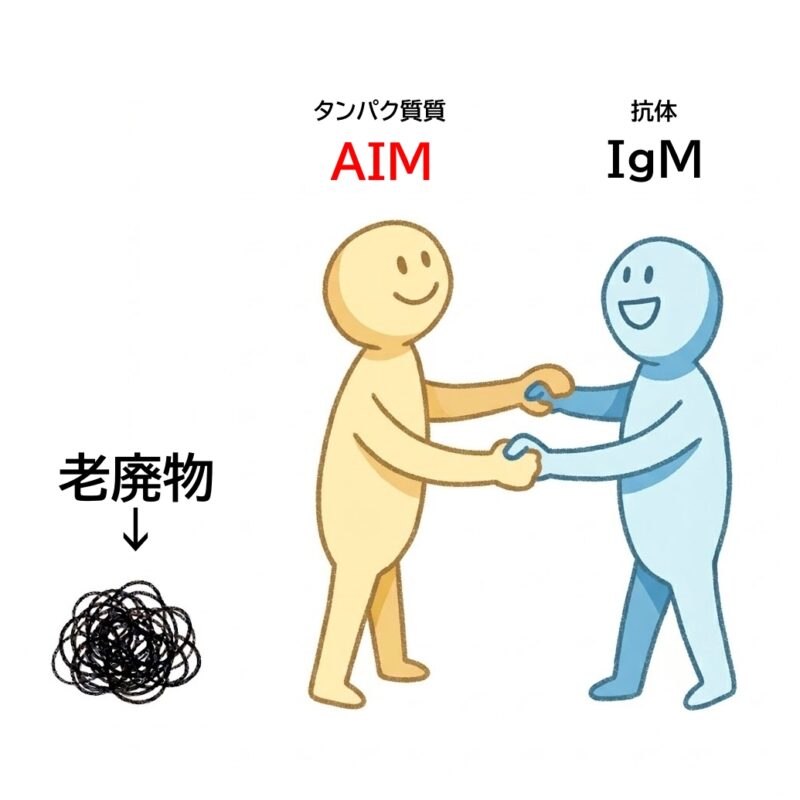 猫の腎臓病薬「AIM」の働き図解