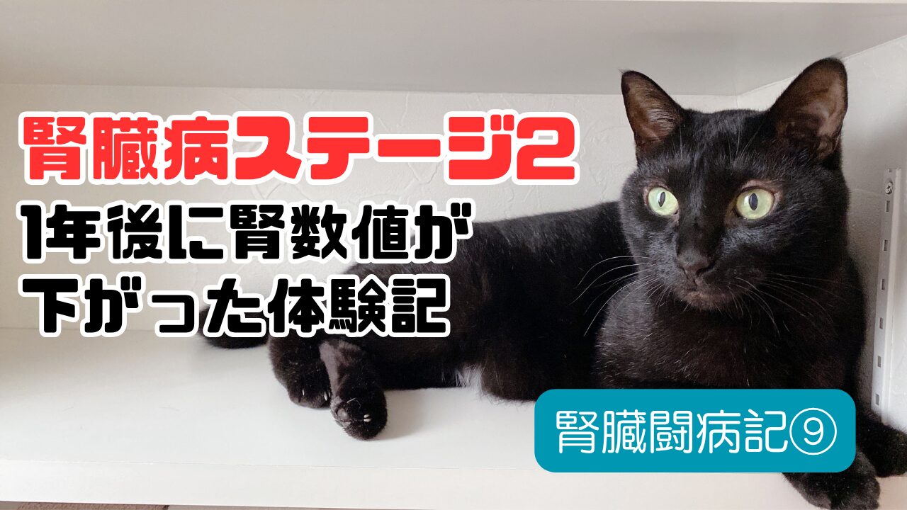 猫腎臓病ステージ2体験記
