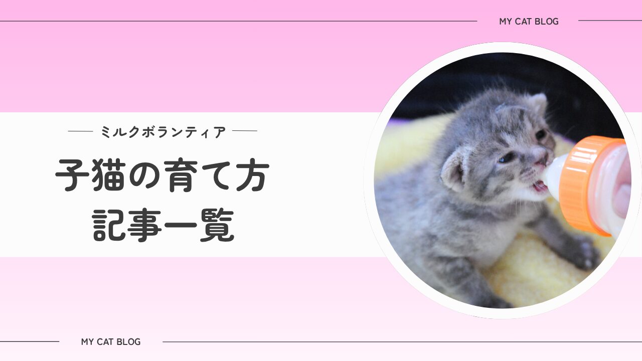 赤ちゃん猫の育て方