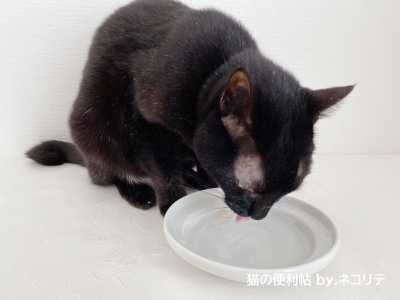 水を飲む黒猫