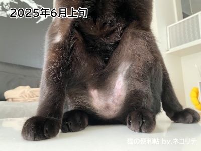 猫の過剰グルーミングの改善記録