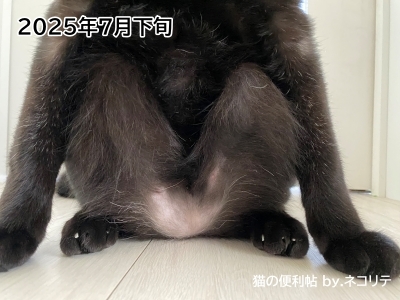 猫の過剰グルーミングの改善記録