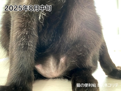猫の過剰グルーミングの改善記録
