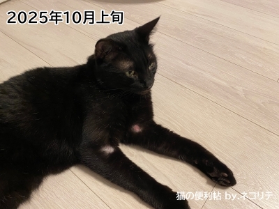 猫の過剰グルーミングの改善記録