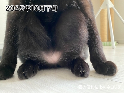 猫の過剰グルーミングの改善記録