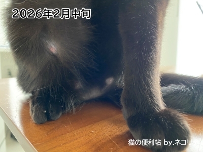 猫の過剰グルーミングの改善記録