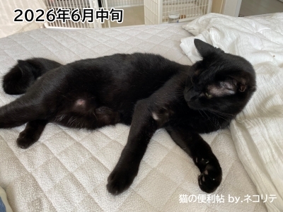 猫の過剰グルーミングの改善記録