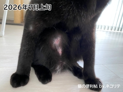 猫の過剰グルーミングの改善記録