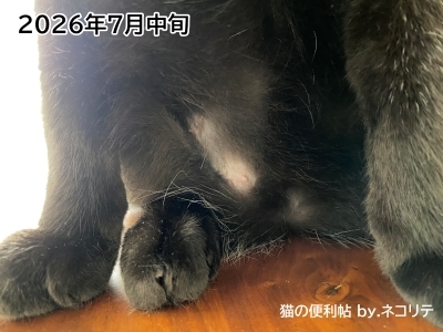 猫の過剰グルーミングの改善記録
