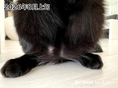 猫の過剰グルーミングの改善記録