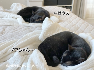 黒猫２匹