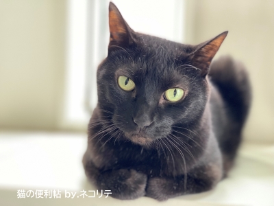 黒猫ノワール
