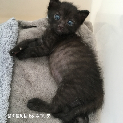 黒猫の赤ちゃん