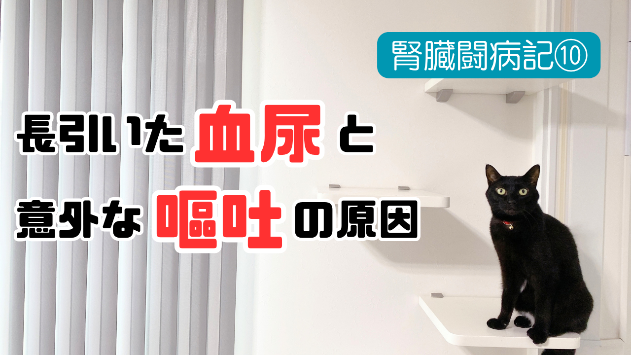 猫腎臓病の血尿と嘔吐の記事のサムネイル